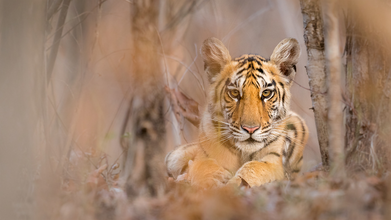Pench National Park